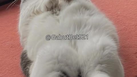 funny cat