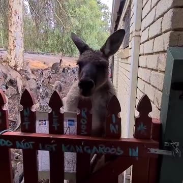 Kangaroo diaries only in Australia 🇦🇺