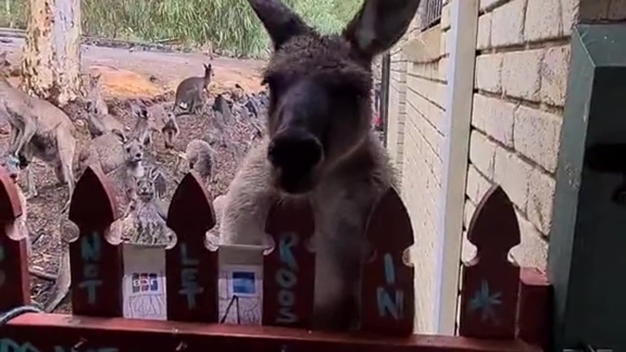 Kangaroo diaries only in Australia 🇦🇺