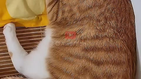 when cats sleep part 2
