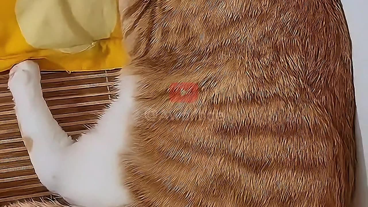 when cats sleep part 2