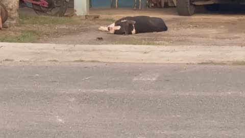 Sleepy Guard Animals