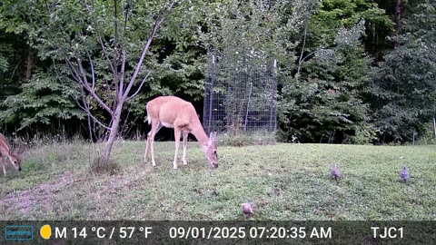 Doe, Fawn, and Mourning Doves
