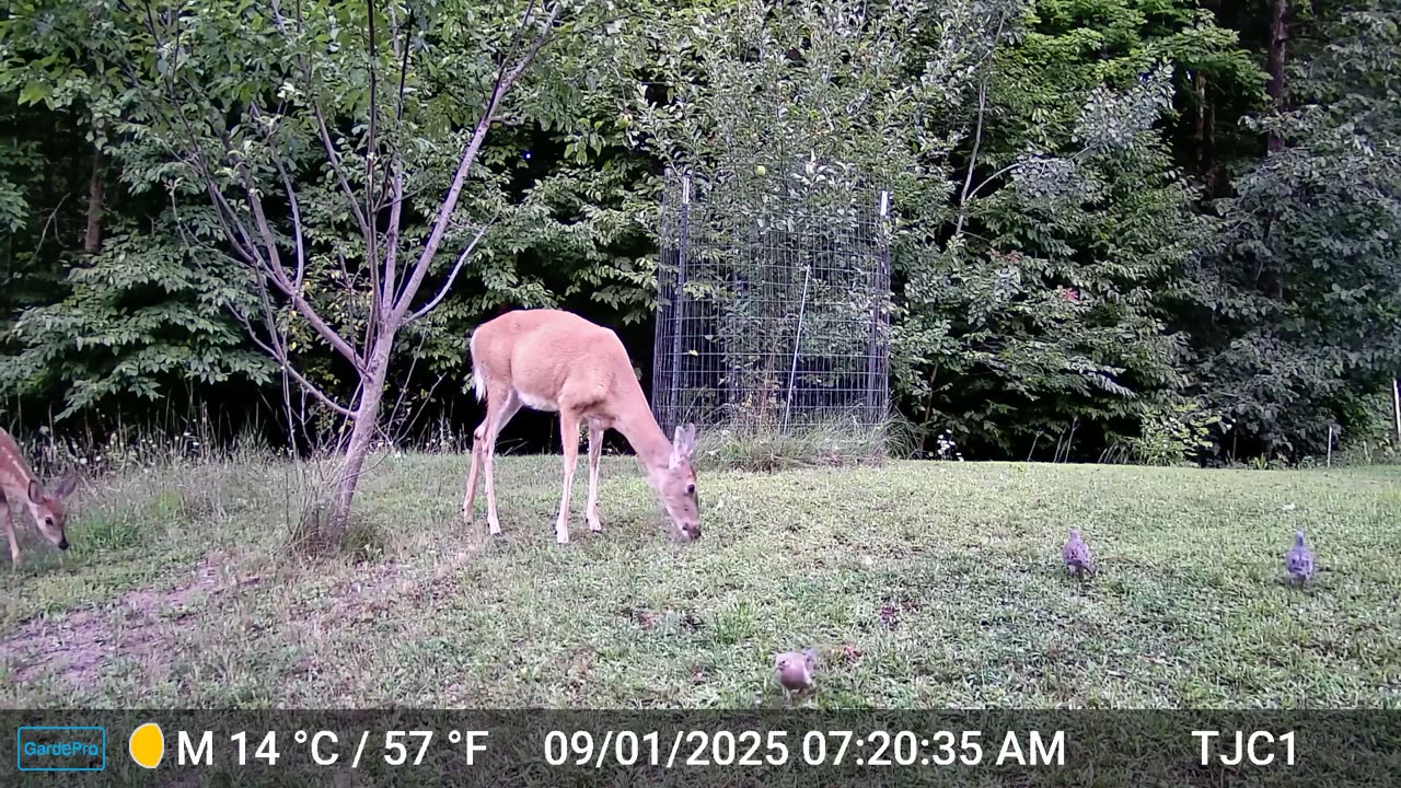 Doe, Fawn, and Mourning Doves
