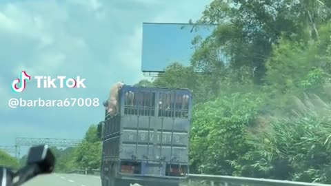 Pig escapes from truck taking it to the slaughter house