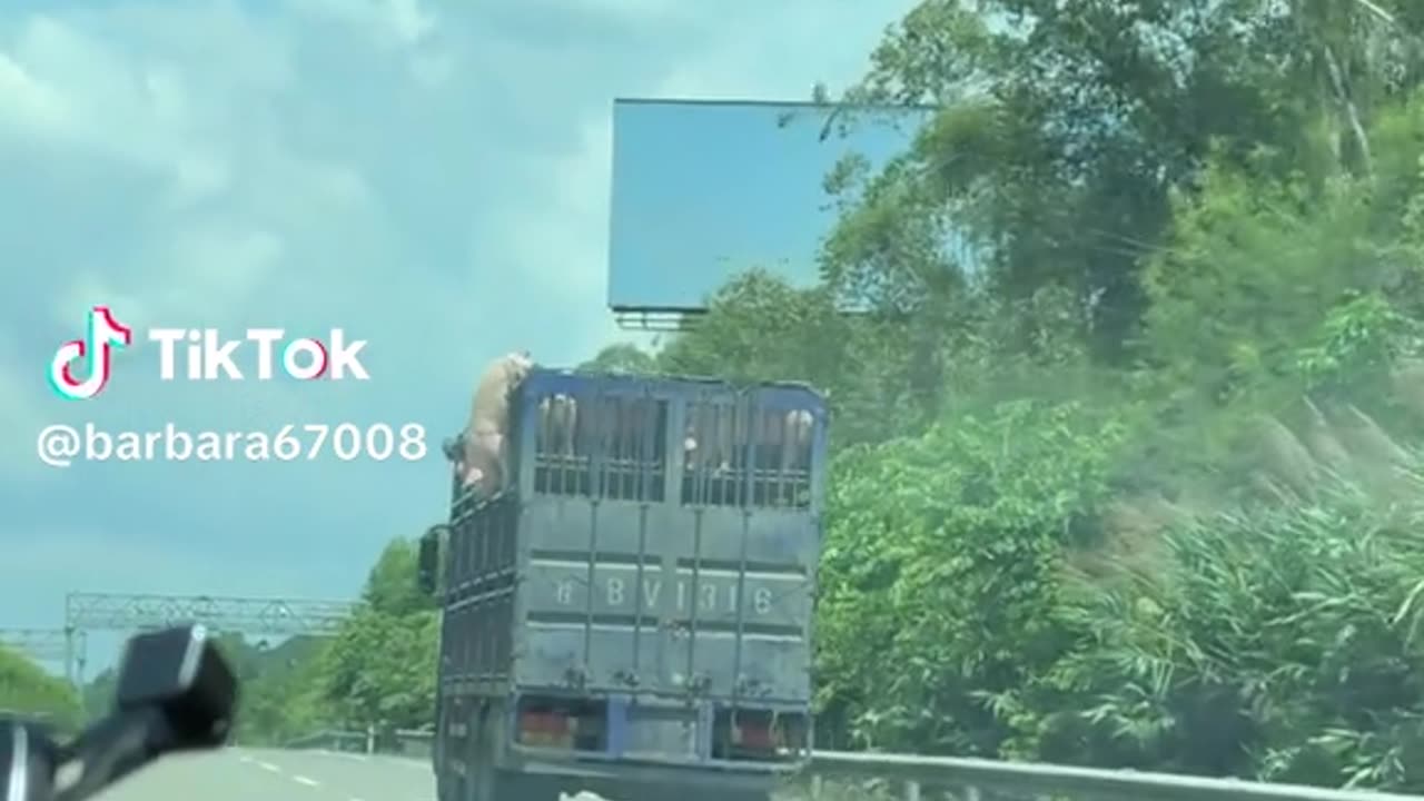 Pig escapes from truck taking it to the slaughter house