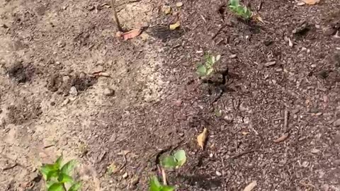 Garden 2025 Update 4