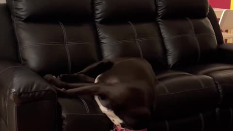 Sleeping Dog Falls Off Couch