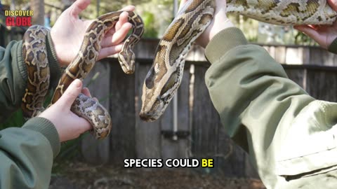 Footage From Florida, They Turned Its Python Apocalypse Into Fashion Reveals Aftermath Nobody Expect