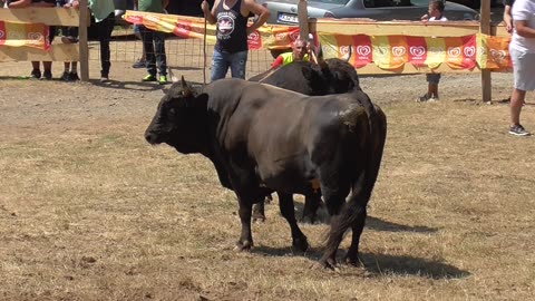 Dubai od Idrizovića vs Zećo od Lačića Mrljevići 2025