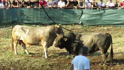 Zekonja od Baće vs Zećo od Ilića Šestanovac 2025
