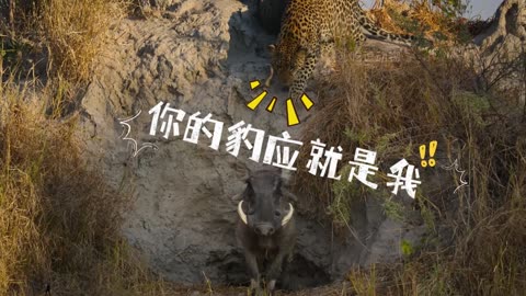 wild life video part 5