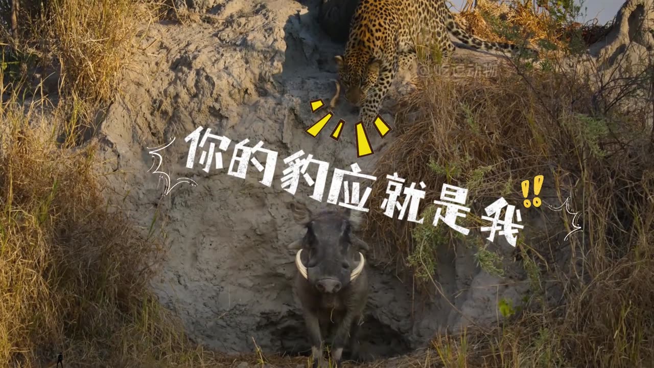 wild life video part 5