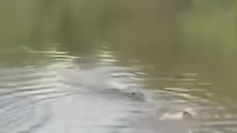 Crazy Funny🤣😝 Unbelievable Shocking Animals Moment Caught Don't Miss End 😂😂