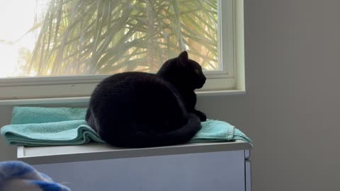 Cute Precious Piper Hangs Out in Her Spa - Adopting a Cat from a Shelter Vlog