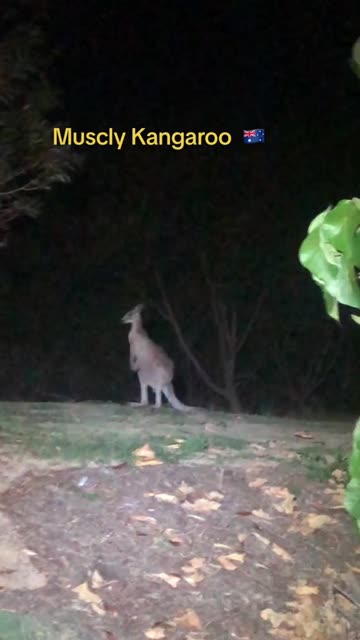 Australian kangaroo