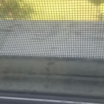 Spider Attack | Death of an Insect