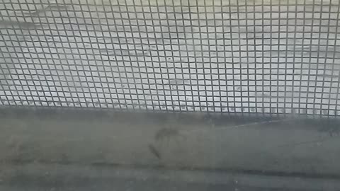 Spider Attack | Death of an Insect
