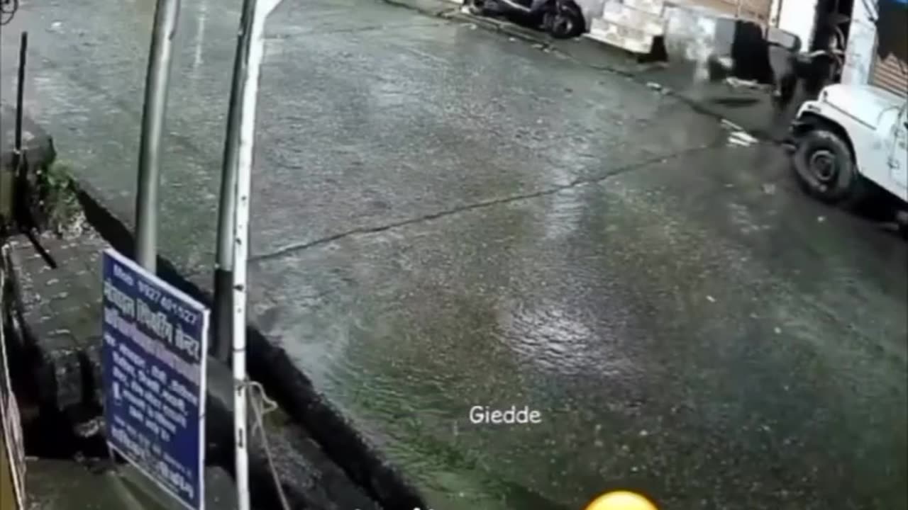 😂🐕 Dogs Chasing A “Cat” With A Hilarious Twist! | FunFM