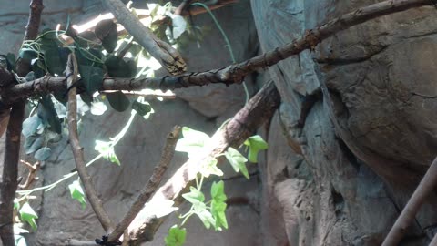 Marmoset at El Paso Zoo in Texas