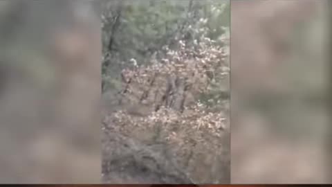 😱🏕️ White Cryptid Creature Caught on Camera at Campsite! | TheHauntingHour