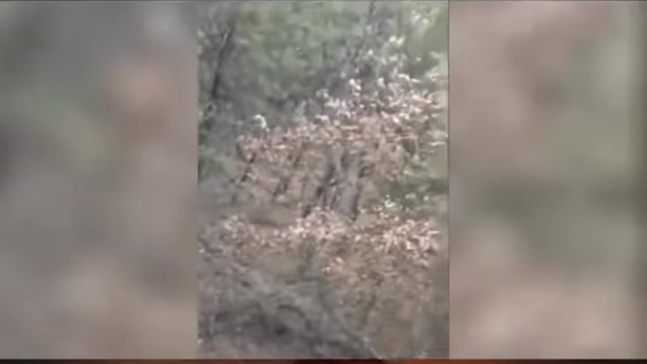 😱🏕️ White Cryptid Creature Caught on Camera at Campsite! | TheHauntingHour