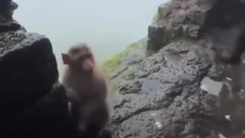 🐒😂 Monkey See, Monkey Do! | FunFM