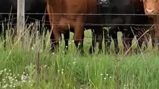 The Peace Cows - take two