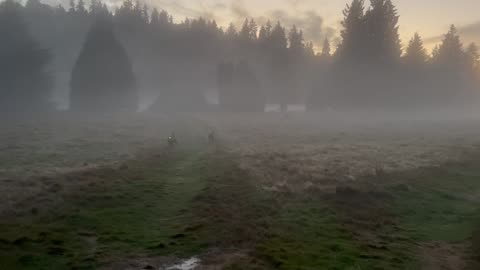 Waynes park patrol in the mysterious fog 32982390482390