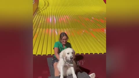 Động Vật Hài Hước | Funniest Animal Videos #1 😂🐕🐈