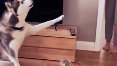 He said it wasn’t him