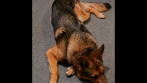 Virgil german shepherd.