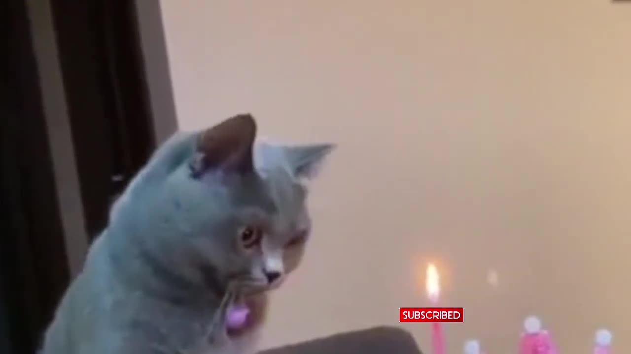 “Funniest Pet Clips Ever Caught on Camera! 😂🐶