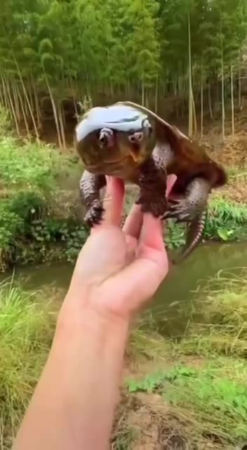Baby snapping turtle