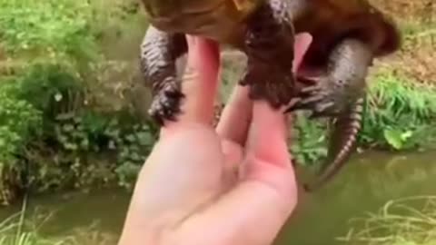 Baby snapping turtle