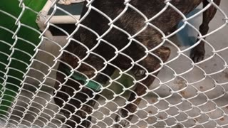 Humane Society of Southern Arizona HSSAZ shelter opened up a new wing 4 more doggies20251031223
