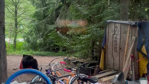 Black Bear Takes Red Suitcase