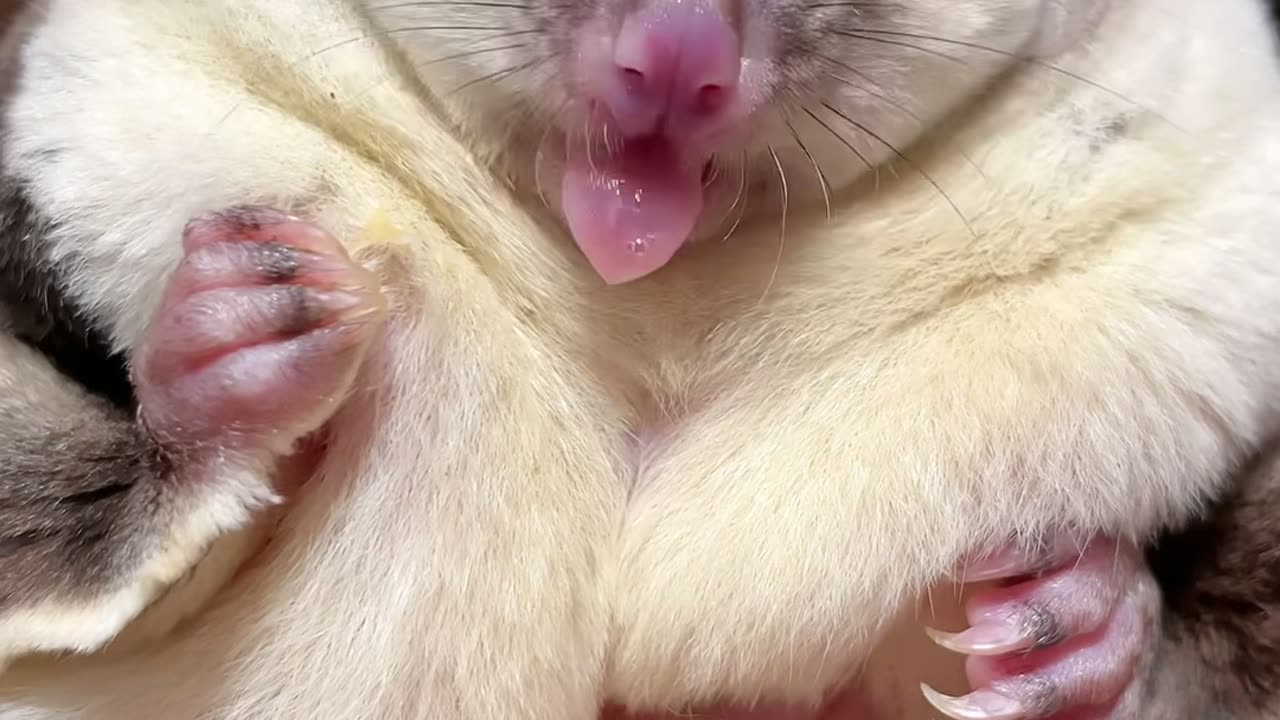 1 Mình em ăn 2 con luôn , ăn ngon mỗi ngày #4