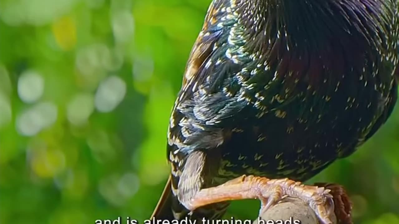 WONDERS OF MIMICRY