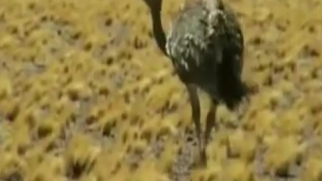 ñandú