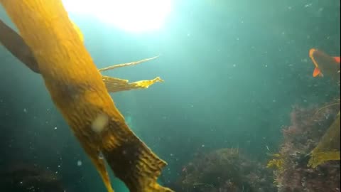 ✨🌊 Explore the Mystical Cosmic Harbor Seal of Goff Island! | FeedMyCuriosity
