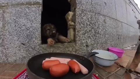 w Much Should You Feed a Cat? Complete Feeding Guide”