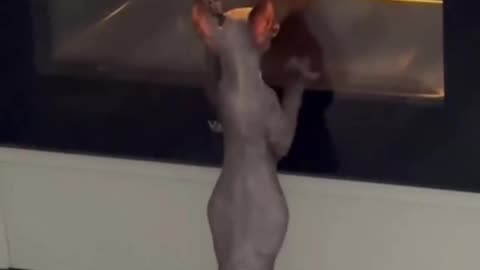 Leaving the oven light on to torment me 😂