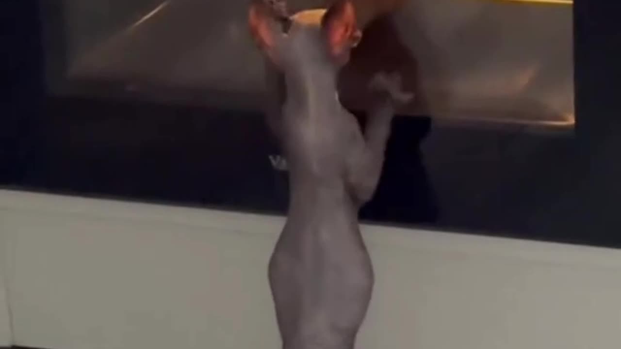 Leaving the oven light on to torment me 😂