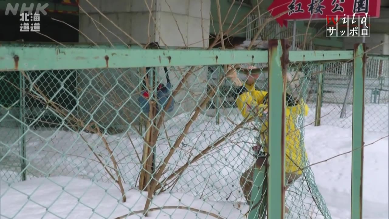 北海道道 Wildサッポロ