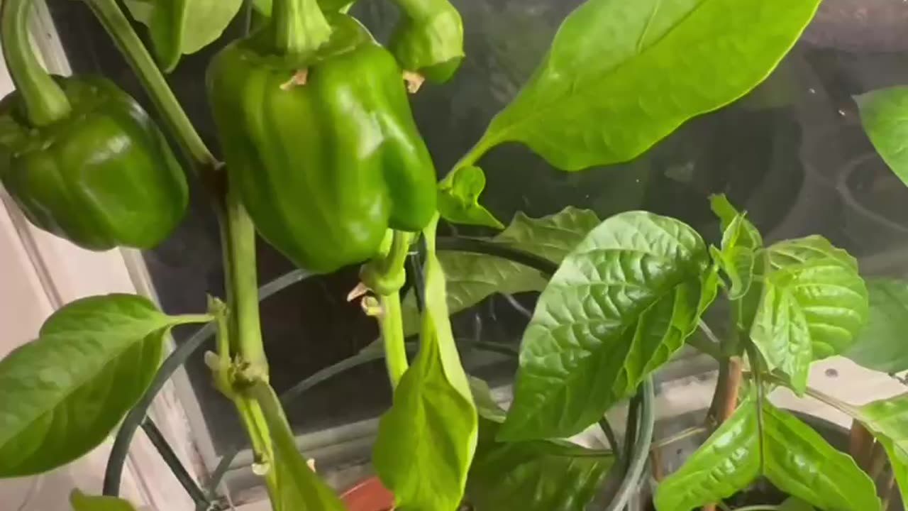 Pepper harvest_ plant update
