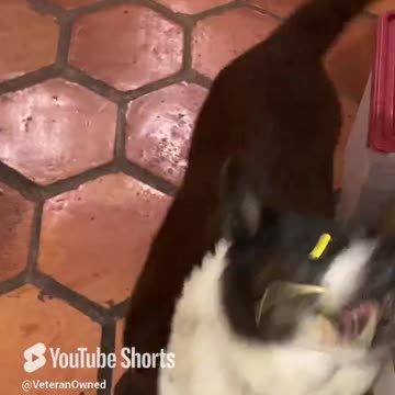 Radar the Spaghetti Cujo #rescuedog