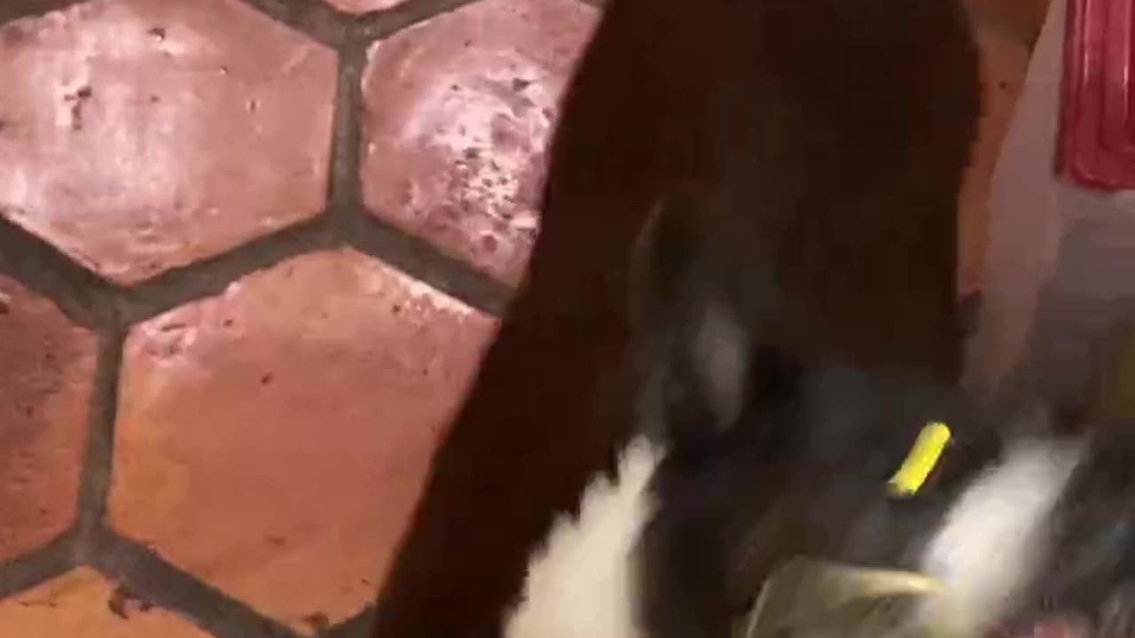 Radar the Spaghetti Cujo #rescuedog