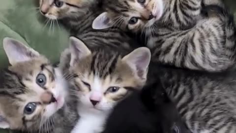 Animated Chaos! 🎬🐱 #CatVideoMagic"Cat Mom’s Emotional Journey#KittenMilestones #AnimalDocumentary
