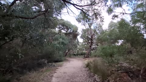 Evening Walk in Star Swamp Reserve. Solitary Trails Wetlands in Perth with My Dog